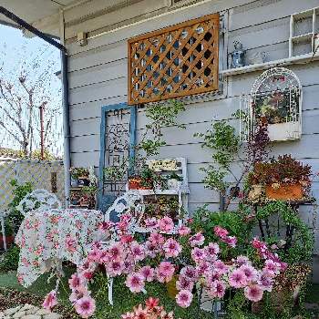 嬉しいな♡の画像 by ANYさん | 小さな庭と庭の風景と嬉しいな♡と癒しと多肉のある暮らしとラックスティーバとラナンキュラス・ラックスと花のある暮らしとラナンキュラスラックスの花と『秋植え球根2022』フォトコンテストとラックスエウロペとお庭作り