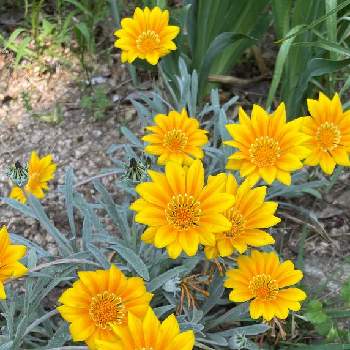 風薫る五月の画像 by selinaさん | ガザニアと風薫る五月と今日のお花と黄色の花と花のある暮らしと海外暮らしとガザニア❁