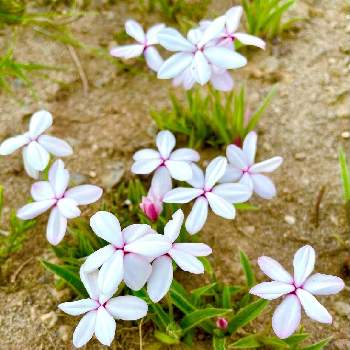 アッツ桜,ガーデニング,小さな庭の画像