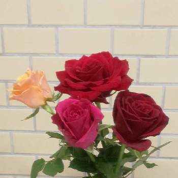 コロナに負けるな！の画像 by y312fさん | エントランスとバラ、薔薇、ばらとバラとばらと花の日チームとハナノヒとフラワークとコロナに負けるな！と一人一花運動@福岡市と日比谷花壇のサブスク