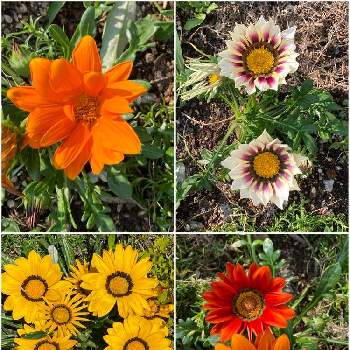 庭の花の画像 by pochikoさん | ガザニアと庭の花と花のある暮らしとお花大好き
