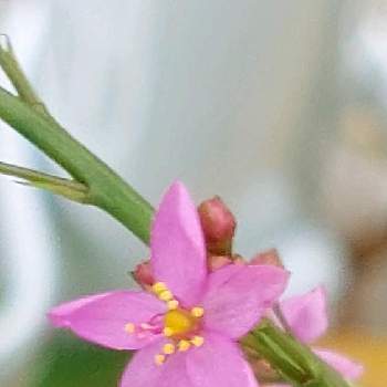 好きな花の画像 by けいさん | 小さな庭とハゼラン(三時草)と小さな花と好きな花とお裾分けの花