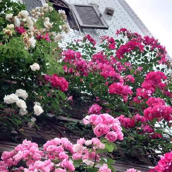 つるバラ...の画像 by しむちゃんさん | お出かけ先とバラとつるバラ...とばら バラ 薔薇とピンクの花とバラ大好きと金曜ローズショーとピンクとバラ好きとピンクのお花とピンクワールドへ ようこそとばら❤