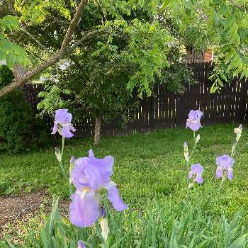 ニューヨークの画像 by matsuさん | 小さな庭と菖蒲とジャーマンアイリス(紫)と裏庭とニューヨークと菖蒲の花とホーム