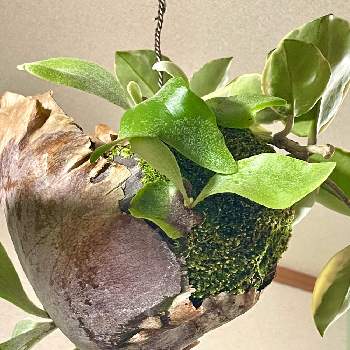 コウモリラン,ビフルカツム ネザーランド,ホヤカルノーサ・リップカラー,苔玉仕立て,吊り下げ系植物の画像