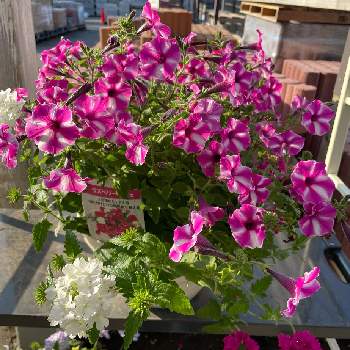 ペチュニア ラズベリージャムの画像 by キャンディータフトさん | スーパーベナ ローズとペチュニア ラズベリージャムとラズベリーパフェとスーパーベナ ホワイトと寄せ植えとPWと元気が出ると色にこだわると花のある暮らし