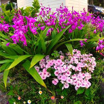  シランの画像 by igaさん | 広い庭と シランと紫蘭。とビオラ・パンジーとなでしこ☆となでしこの花とおうち園芸とビオラ☆と紫蘭（シラン)