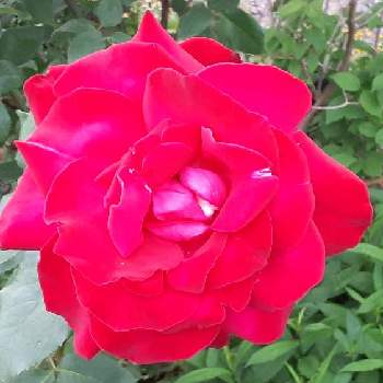 薔薇の画像 by かえちゃんさん | 広い庭と薔薇と東北人花の会