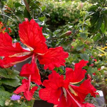 ハイビスカスフラミンゴの画像 by 典子さん | 小さな庭とハイビスカスフラミンゴと鉢植えと2年目と色艶やかと夏がお似合い