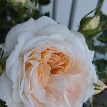 プリンセスヴェールの画像 by はるちっちさん | プリンセスヴェールと鉢バラとばら バラ 薔薇とピンクの花と薔薇 バラ ばらとバラ 鉢植えとガーデニングと花のある暮らしと薔薇♪とバラ・ミニバラとバラを楽しむとバラ苗