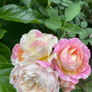 クロード・モネの画像 by ミイちゃんママさん | 小さな庭とバラ クロード・モネとピンクの花とバラ大好きとおうち園芸と鉢植えとクロード・モネとかわいいとスマホで撮影とバラ 四季咲きとバラを楽しむと癒しのひと時