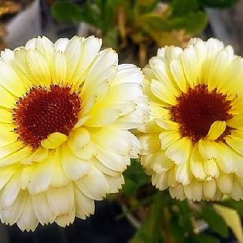 お花好きの人と繋がりたいの画像 by 慶子さん | お出かけ先と今日の一枚と今日のお花と黄色の花と花のある暮らしとお花好きとお花好きの人と繋がりたいと花が好きとお花屋さん