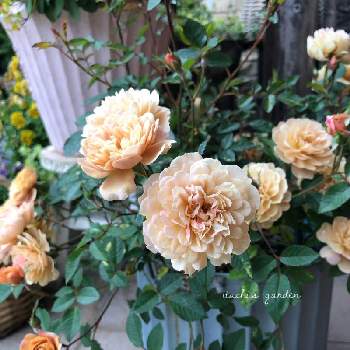 ミニバラモカの画像 by itachiさん | 玄関と趣味がお仕事にとミニバラモカと植物のある暮らしとばら バラ 薔薇とお花大好き♡と癒しと植物大好きとミニバラ♡とおうち園芸と花のある暮らしと玄関先