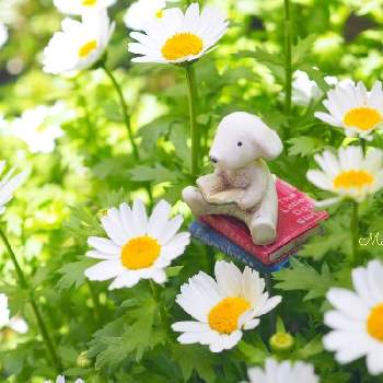 今日も笑顔で♡の画像 by monmiさん | 小さな庭とノースポールと今日も笑顔で♡と植物のある暮らしとちいさな幸せ♡と花のある暮らしと白い花とかわいいな♡
