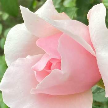 さわやかの画像 by こころんさん | ばら バラ 薔薇とピンクの花とステキ☆とご近所さんのお花ときれいと金曜ローズショーと癒されると散歩道とピンクワールドへ ようこそとかわいいと武器ではなく花をとさわやか