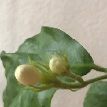 アラビアンジャスミン,蕾み♪,観葉植物,癒し,蔓性の画像