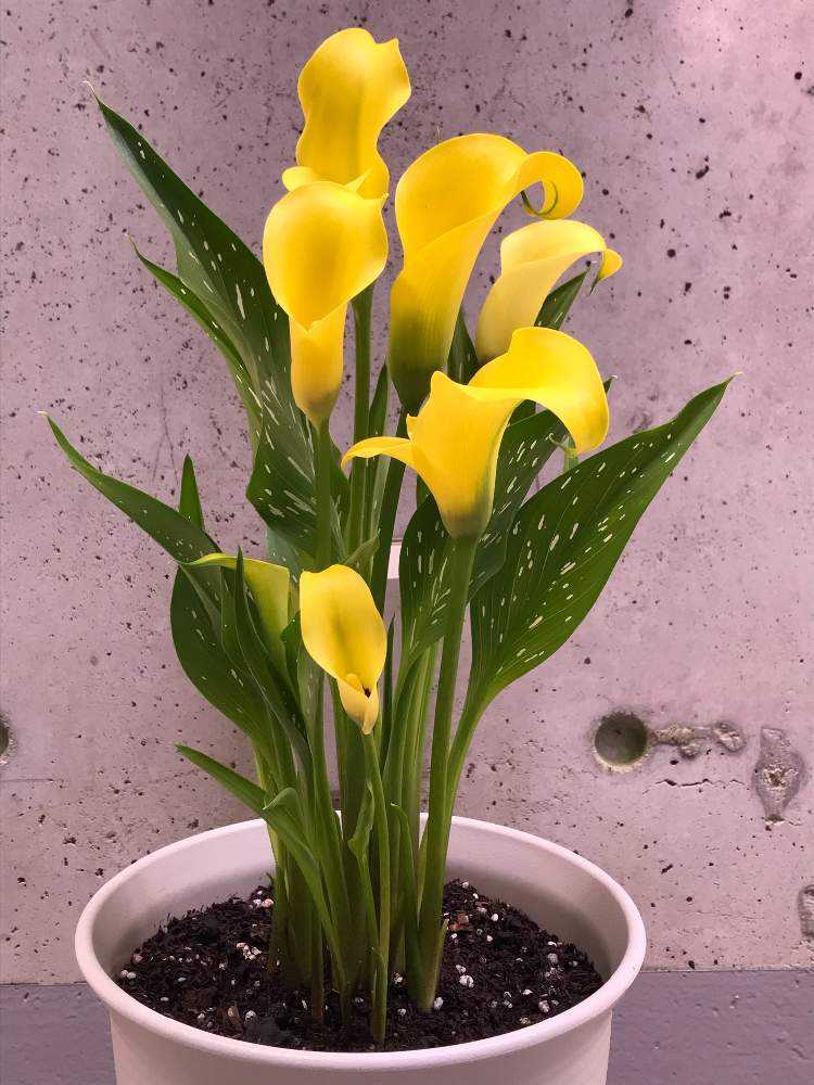 85 カラー 球根 白 3株 植物 花 格好よ