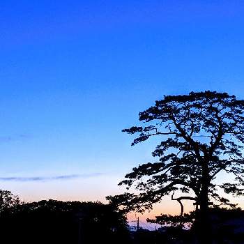 風景の画像 by キヨウセンさん | バルコニー/ベランダと大木と夕焼けと風景とそらとくも☁