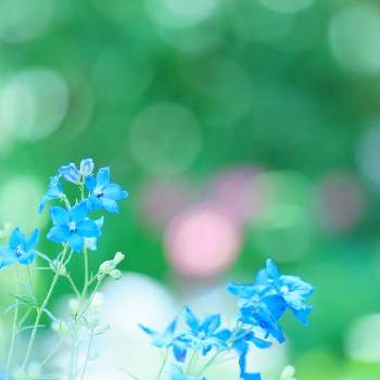 青い花の画像 by 猫のタンゴさん | お出かけ先とデルフィニウムと青い花と デルフィニウムとなばなの里となばなの里バラ園とベゴニアガーデン