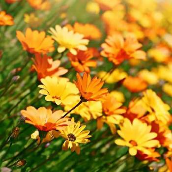 可愛い花の画像 by Pasiphae さん | ディモルフォセカと可愛い花と黄色い花と今日のお花と綺麗なお花とガーデニングと花のある暮らしと草花大好き