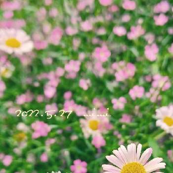 エリゲロン！の画像 by mimiさん | 小さな庭と可愛い〜♡とかすみ草。とお花が好き♡とエリゲロン！