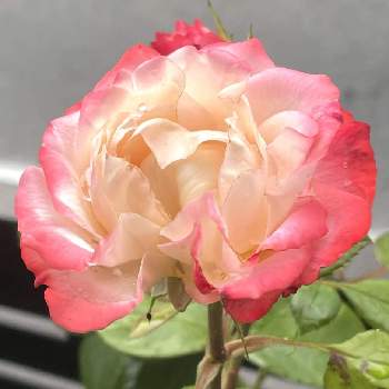 薔薇 ノスタルジーの画像 by ＊ ma ＊さん | 薔薇 ノスタルジーと雨上がりと庭の風景と可愛いい花と花と緑のある暮らしと金曜ローズショーと綺麗なお花