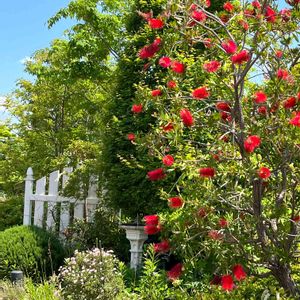 花散歩,季節の花,屋上庭園,かわぃぃ。,花のある空間の画像