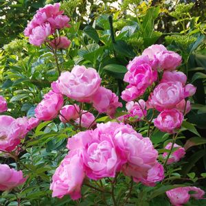 バラ,ハッピーマザーズデー,お庭,ピンクの花,バラ 鉢植えの画像