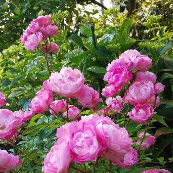 ハッピーマザーズデーの画像 by オリーブの葉さん | バラとハッピーマザーズデーとばら バラ 薔薇とピンクの花と毎日ローズショーとバラの家とピンクのバラ♡とバラ 鉢植えと金曜ローズショーと微香とお庭とバラ・ミニバラとピンクのブーケ(花束)と小輪とバラを楽しむと母の日のプレゼント