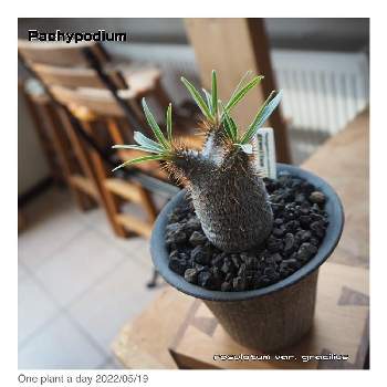 パキポディウム・グラキリス,One plant a day,パキポディウム属,トゲトゲ,塊根植物の画像