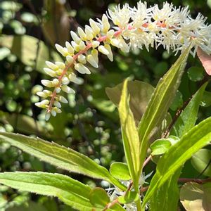 コバノズイナ,季節の花,屋上庭園,かわぃぃ。,白いお花♡の画像