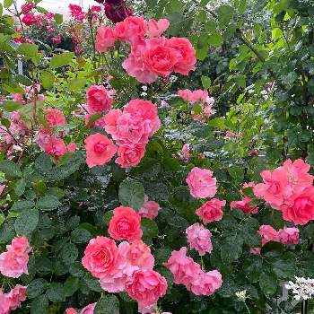 薔薇のある家の画像 by ラックスさん | 広い庭とジャルダンドゥフランスとコーラルピンクと金曜ローズショーと広いお庭と綺麗な花と庭の薔薇と薔薇のある家と木立タイプと四季咲バラ