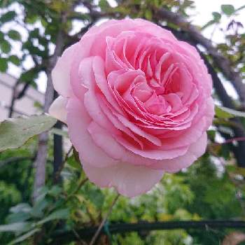 ピエール  ドゥ  ロンサールの画像 by がめちゃんさん | 小さな庭と花のある暮らしとピエール  ドゥ  ロンサールと今日のお花と今日の植物