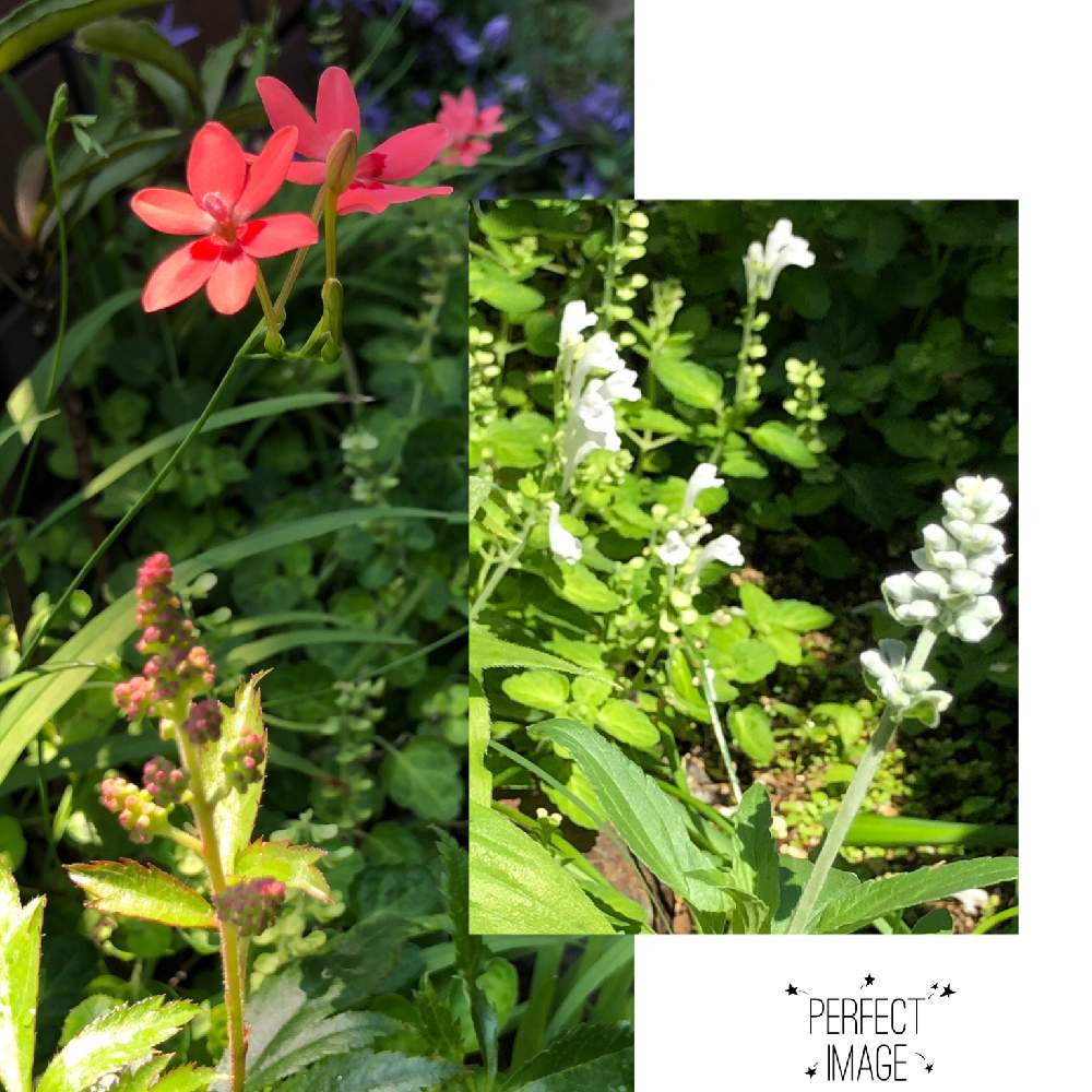 アスチルベ シスターテレサの投稿画像 By Tentennさん 金曜日の蕾たちとおうち園芸と鉢植えとガーデニングと花 のある暮らしとサルビアファリナセアと小さな庭と金曜日の蕾たちとおうち園芸と鉢植えとガーデニングと花のある暮らし 22月5月27日 Greensnap