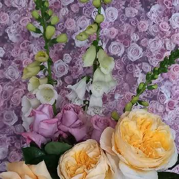 ブルームーンの画像 by グリーンバムさん | 部屋とレディヒリンドンとジャンヌダルクとブルームーンとジキタリスとウクライナに平和をと癒されます♡とおうち園芸と花のある暮らしと薔薇大好き