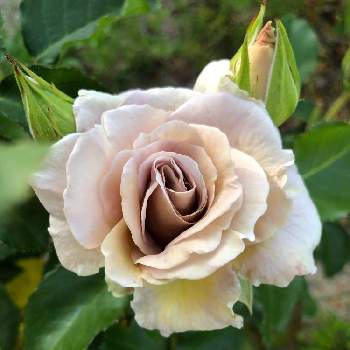 庭植えの画像 by ポコちゃんさん | 薔薇　スイートチョコと可愛いと咲いた！と庭植えと季節感
