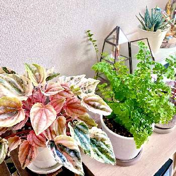 ペペロミア ニューピンクレディ,ジュウニノマキ,アジアンタム,観葉植物,植物のある暮らしの画像
