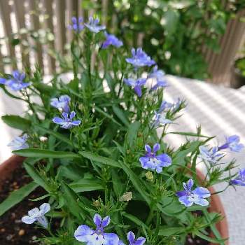 青い花の画像 by BLANKAさん | テラスとロベリアと青い花と花のある暮らしと可愛い花