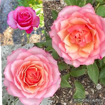 ミニバラ コルダーナの画像 by まりっぺ⁉︎デメさん | 小さな庭とミニバラ コルダーナと花のある暮らし