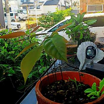 どんぐりの画像 by M Yamamiさん | 小さな庭とどんぐりとおうち園芸と今日の一枚と鉢植えと成長記録とガーデニングと盆栽