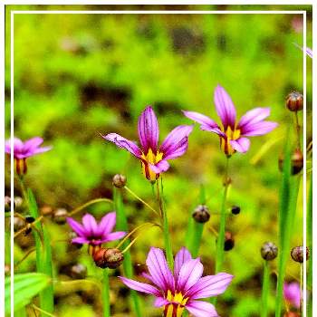 庭石菖 ニワゼキショウの投稿画像一覧 Greensnap グリーンスナップ 庭石菖 ニワゼキショウの投稿画像一覧 Greensnap グリーンスナップ