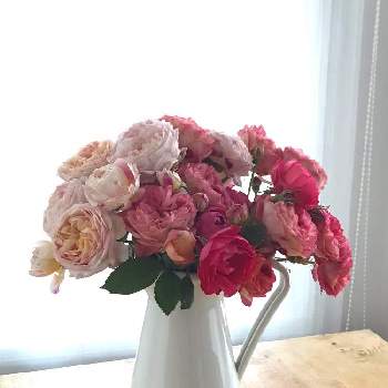 薔薇 クロード・モネの画像 by やあさん | 部屋と薔薇 クロード・モネとバラ ソレイユロマンティカとバラ　チェリーボニカと元気いっぱいとお花を楽しむとバラはいいなぁと季節の楽しみ♡とバラのある暮らしとおうち園芸と花のある暮らし