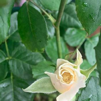 パスカリ バラの投稿画像一覧 Greensnap グリーンスナップ