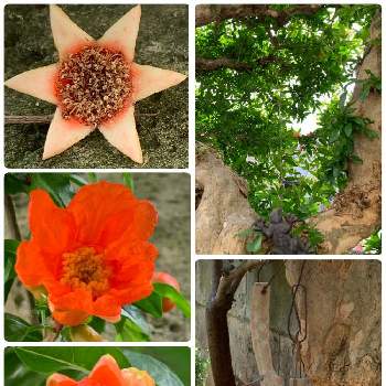 植物大好きの画像 by ささりんさん | 小さな庭とザクロと金曜日の蕾たちとお花大好き♡と植物大好きとおうち園芸と赤い花と可愛い