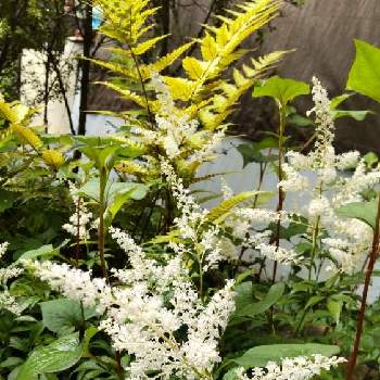 アスチルベ 白い花の画像 by あななさん | 小さな庭とアスチルベ 白い花