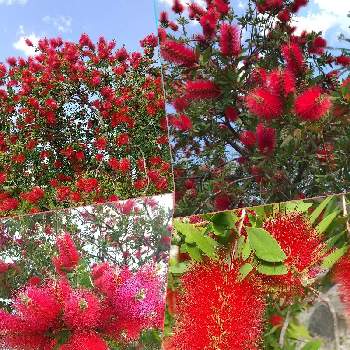 赤い花の画像 by SILVIAさん | お出かけ先とブラシノキとカリステモンと開花と公園広場と散歩と赤い花と花のある暮らし