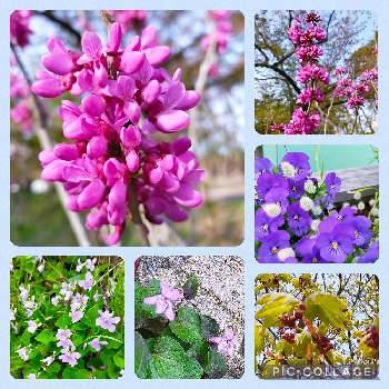 春爛漫の画像 by むーさんままさん | お出かけ先とハウチワカエデとビオラとラグラスとハナズオウとスミレとバニーテールとグリーンアクセサリー♪と公園の樹木と花と緑のある暮らしと春爛漫とピンクの花と可憐とお花のある暮らしとナチュラルと感謝✨と希望✨とほっとひと息と赤い花とちいさなシアワセ♡と繋がりに感謝✨と紫のお花