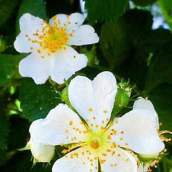 白い薔薇♡の画像 by *✿.吏禾.✿*さん | ノイバラと白い薔薇♡と散歩道*。と小花会と金曜ローズショーと꒰ღ˘◡˘ற꒱かわゅ~