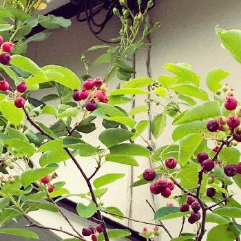 楽しい家庭果樹の画像 by オードリーさん | 小さな庭と果樹大好きと楽しい家庭果樹とジューンベリー*とジューンベリーの赤い実と赤い実