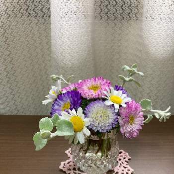 お庭の花たち,ヘリクリサム・ペティオラレ,アスター♡,ノースポール♪,窓辺の画像